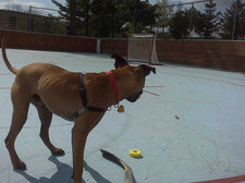 Thumbnail image for hockey dog